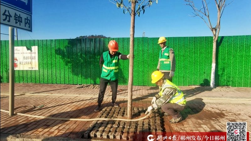 大叶植物租赁，如何选择适合自己的绿植？**
