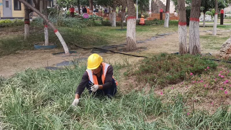 高速公路绿化隔离带植物配置：科学规划，生态和谐**