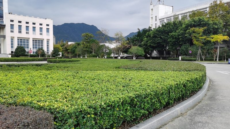 庭院景观树苗木推荐排名：如何根据需求选择合适树种