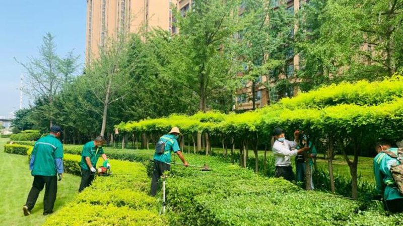 绿化资质挂靠，一场行业信任的博弈