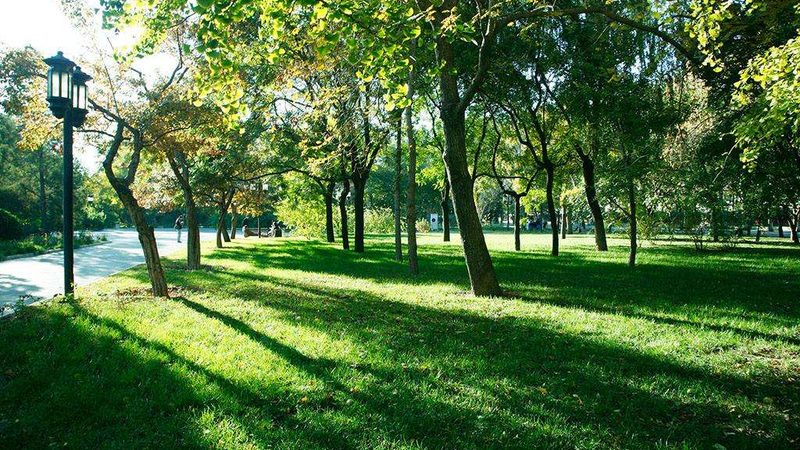 会议室花卉租摆，如何打造清新雅致的空间氛围？**